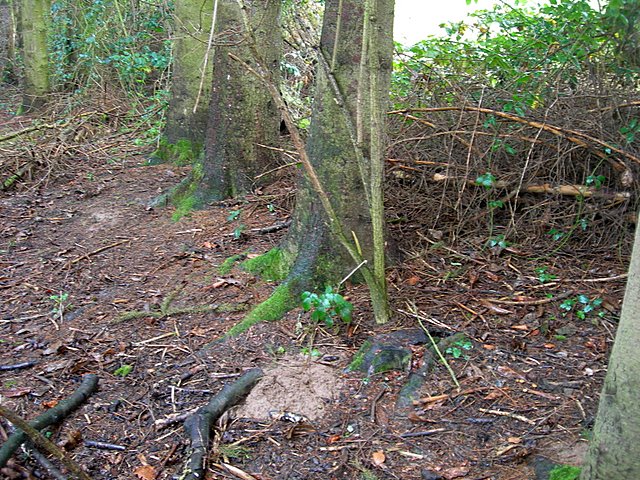 Galerina spec. Cod.: DSCN 9473